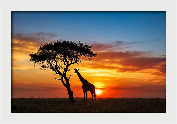 African Giraffe Silhouette At Sunset