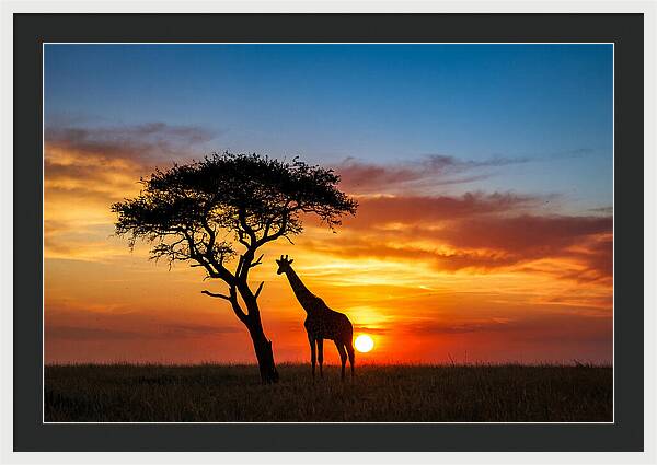 African Giraffe Silhouette At Sunset