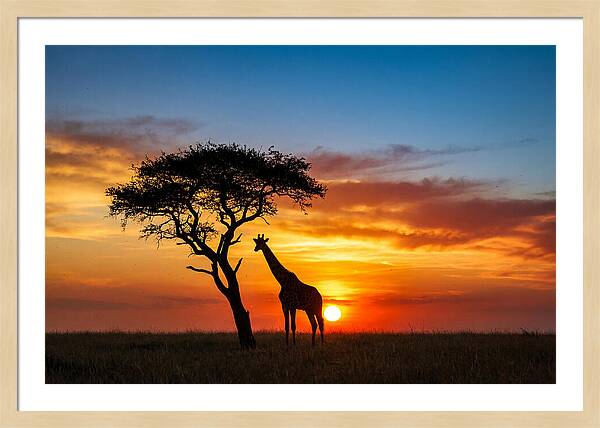 African Giraffe Silhouette At Sunset