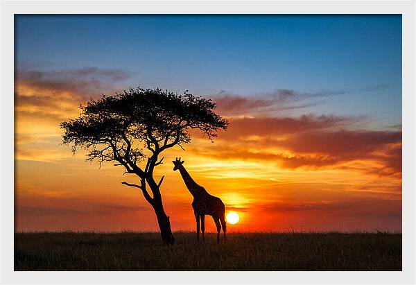 African Giraffe Silhouette At Sunset