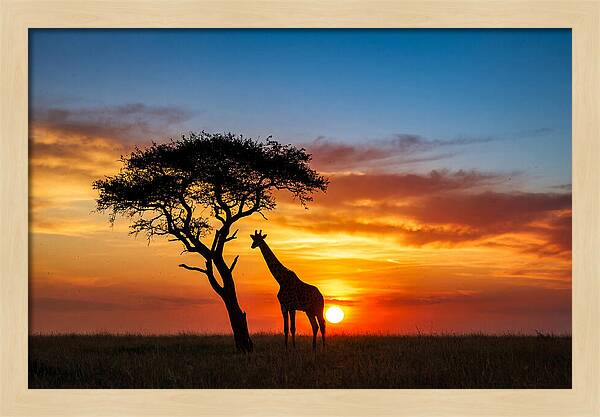 African Giraffe Silhouette At Sunset