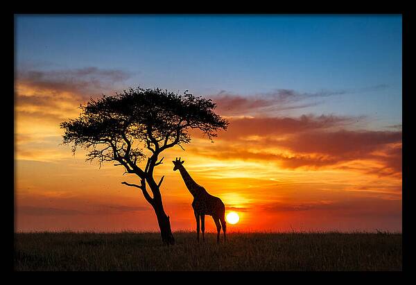 African Giraffe Silhouette At Sunset