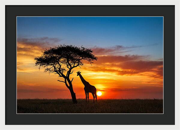 African Giraffe Silhouette At Sunset