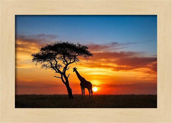 African Giraffe Silhouette At Sunset