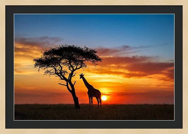 African Giraffe Silhouette At Sunset