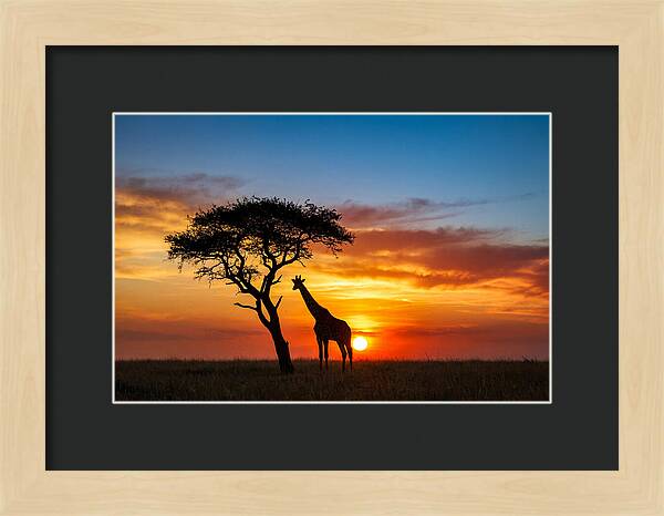 African Giraffe Silhouette At Sunset