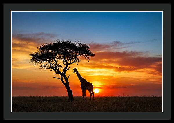 African Giraffe Silhouette At Sunset