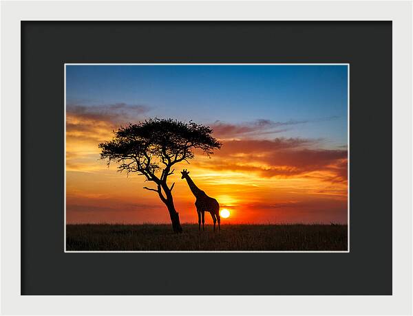 African Giraffe Silhouette At Sunset