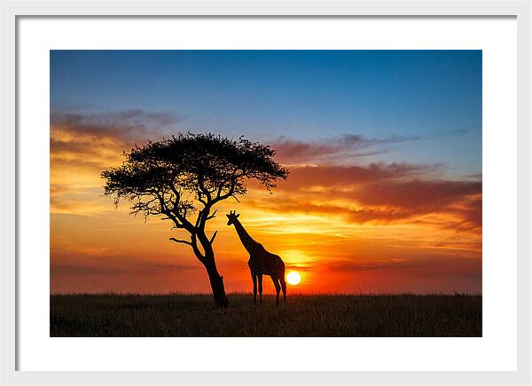African Giraffe Silhouette At Sunset