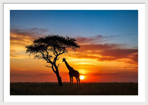 African Giraffe Silhouette At Sunset