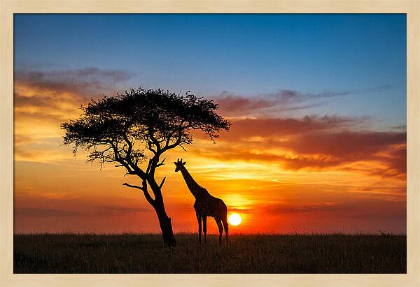 African Giraffe Silhouette At Sunset