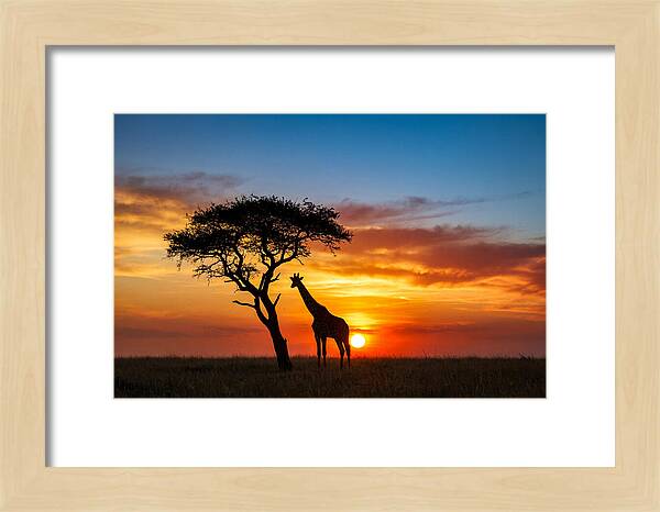 African Giraffe Silhouette At Sunset
