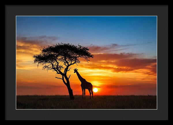African Giraffe Silhouette At Sunset