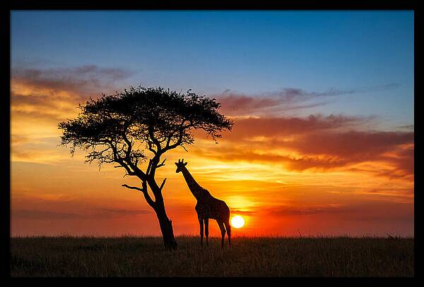 African Giraffe Silhouette At Sunset