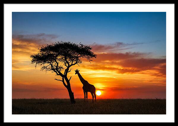 African Giraffe Silhouette At Sunset