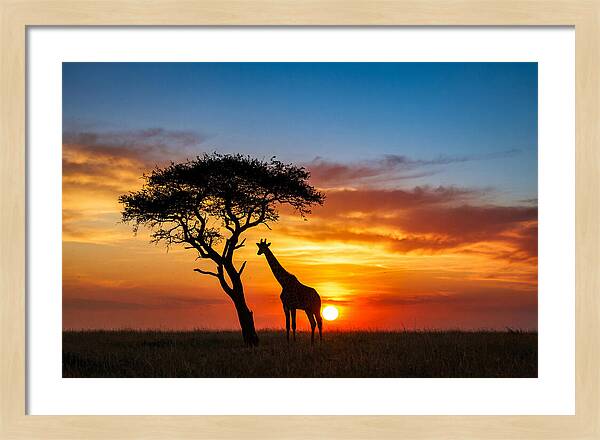 African Giraffe Silhouette At Sunset