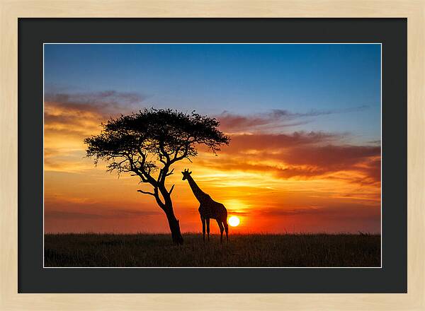 African Giraffe Silhouette At Sunset