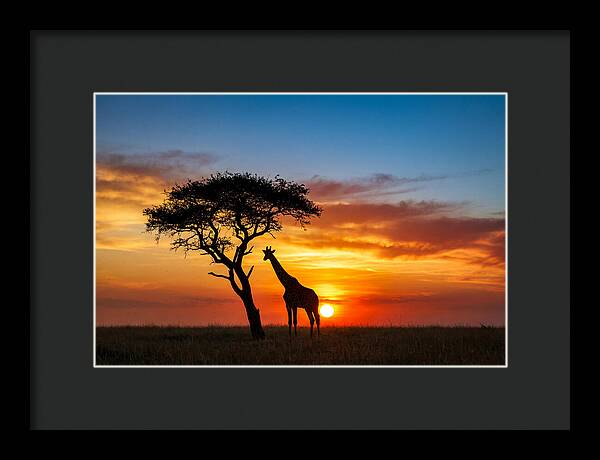 African Giraffe Silhouette At Sunset