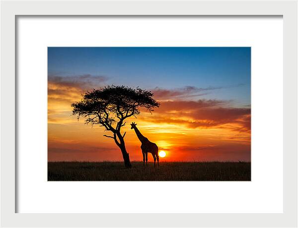 African Giraffe Silhouette At Sunset
