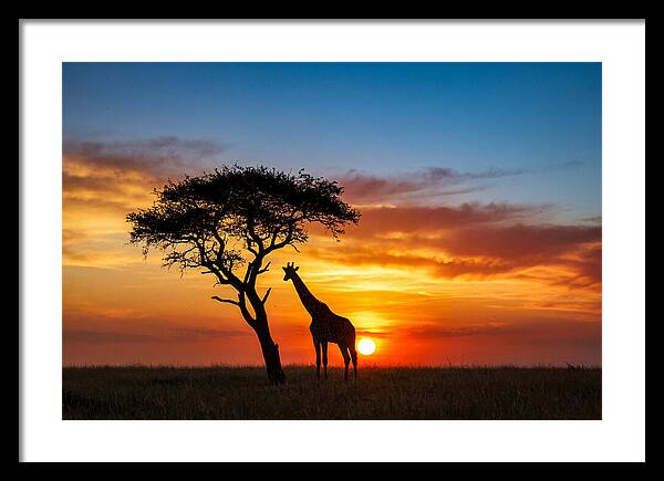 African Giraffe Silhouette At Sunset