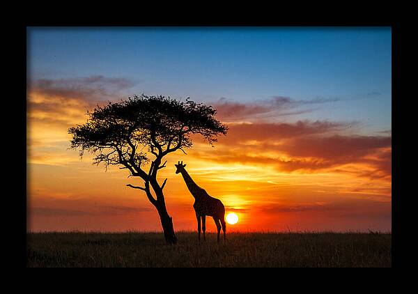 African Giraffe Silhouette At Sunset