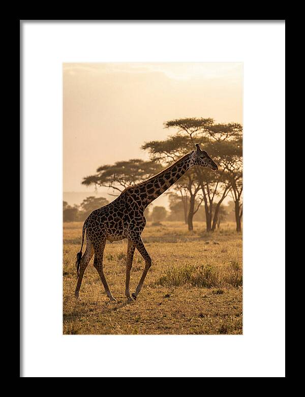 African Giraffe Walking Through Savanna