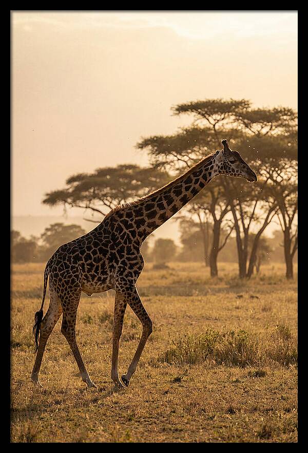 African Giraffe Walking Through Savanna