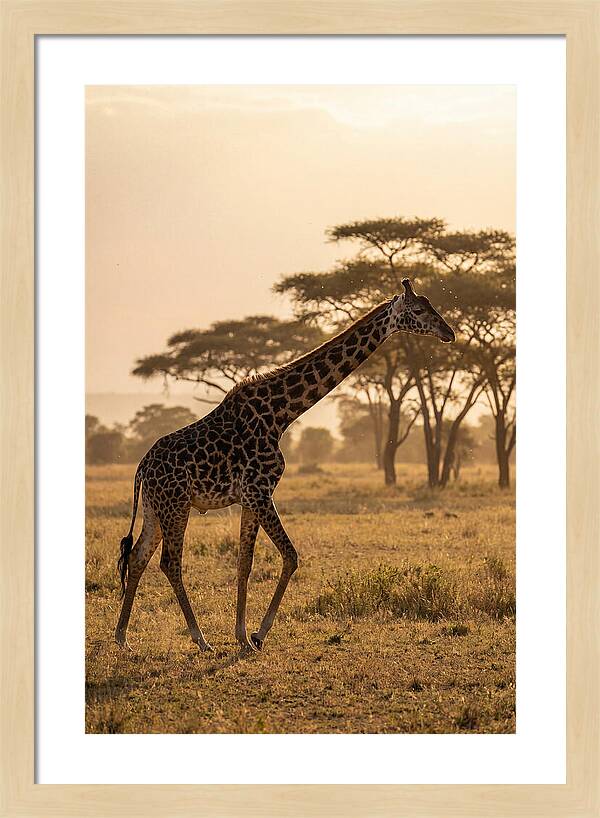 African Giraffe Walking Through Savanna