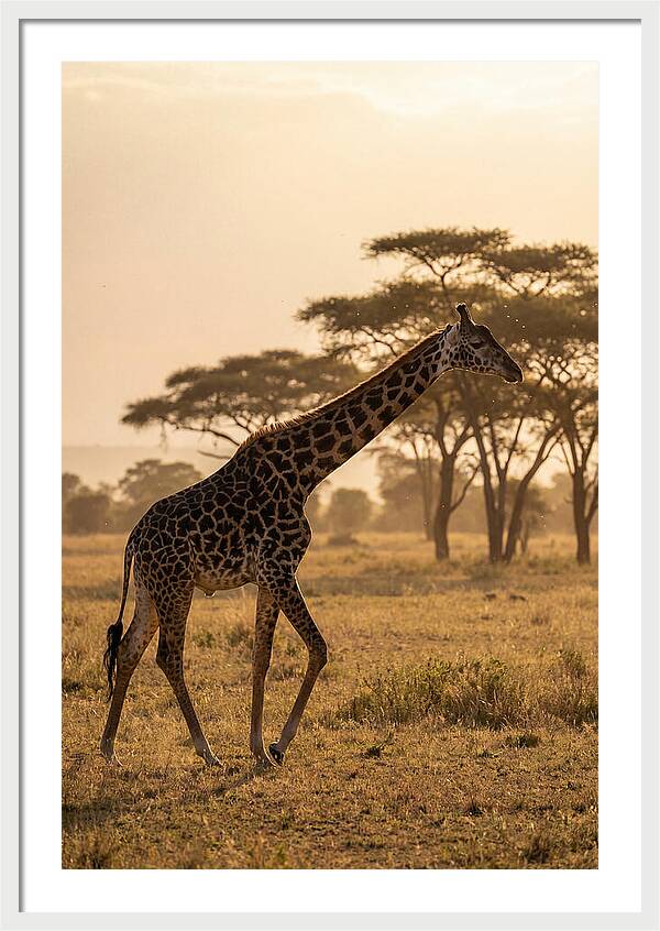 African Giraffe Walking Through Savanna