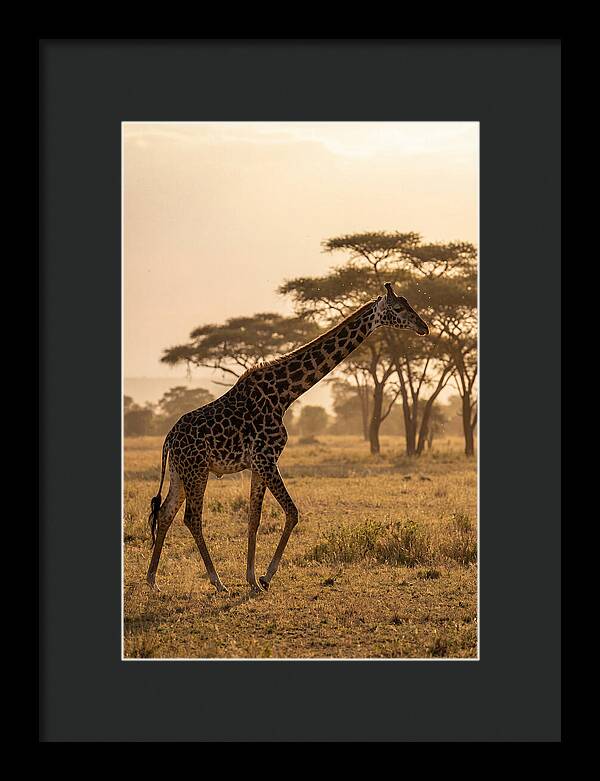 African Giraffe Walking Through Savanna