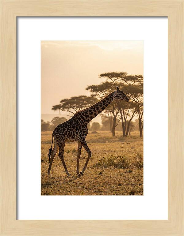 African Giraffe Walking Through Savanna