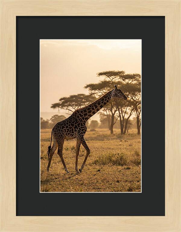 African Giraffe Walking Through Savanna