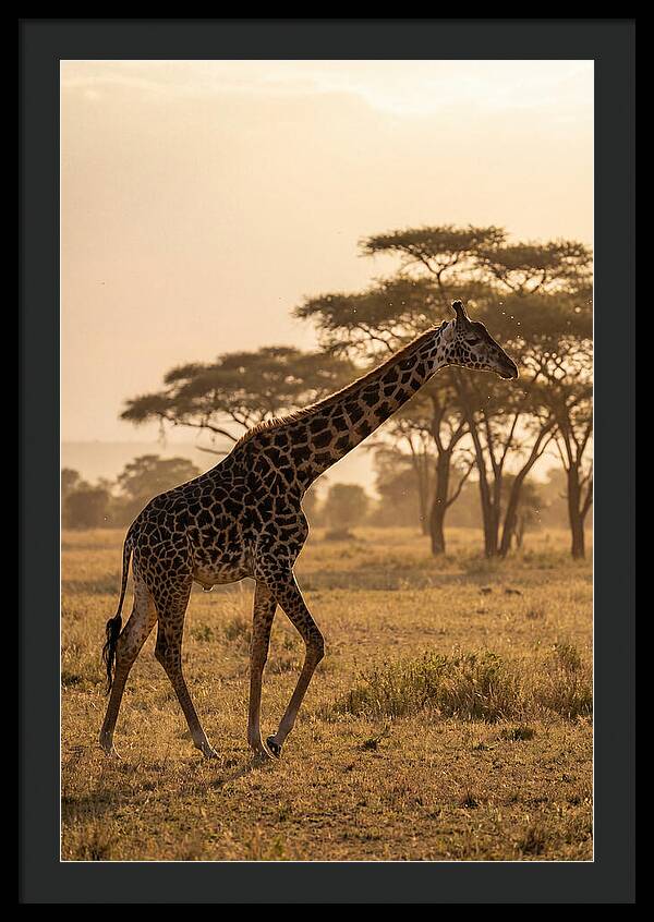 African Giraffe Walking Through Savanna