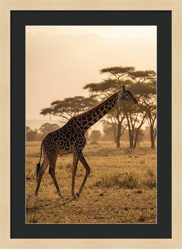 African Giraffe Walking Through Savanna