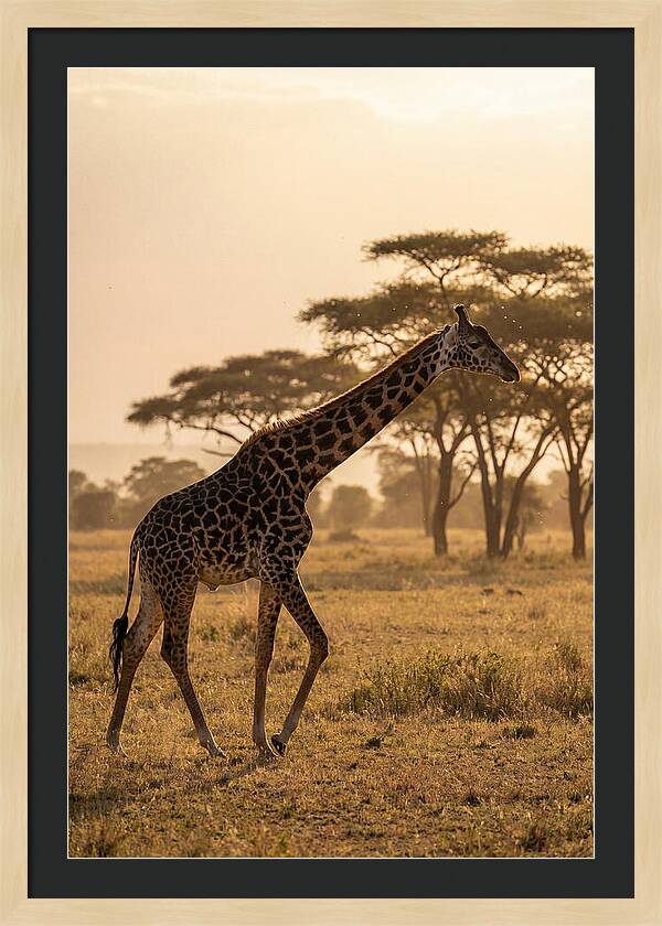 African Giraffe Walking Through Savanna