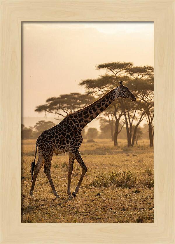 African Giraffe Walking Through Savanna