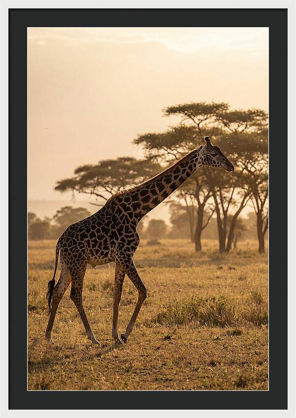 African Giraffe Walking Through Savanna
