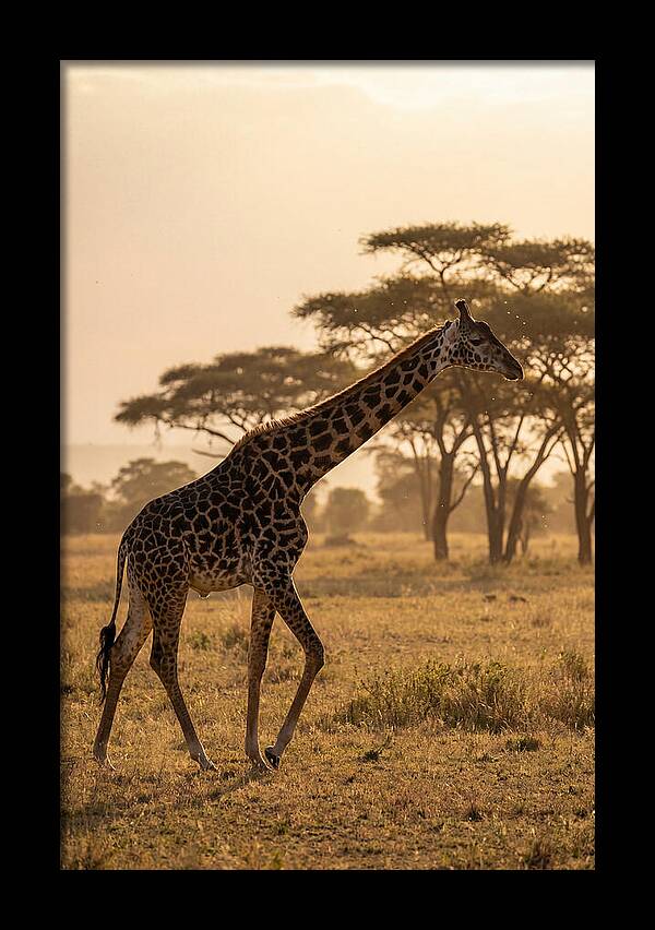 African Giraffe Walking Through Savanna