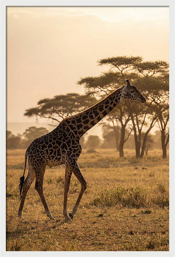 African Giraffe Walking Through Savanna