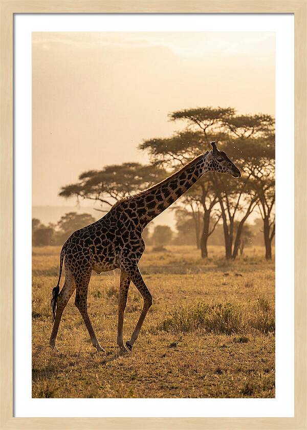 African Giraffe Walking Through Savanna