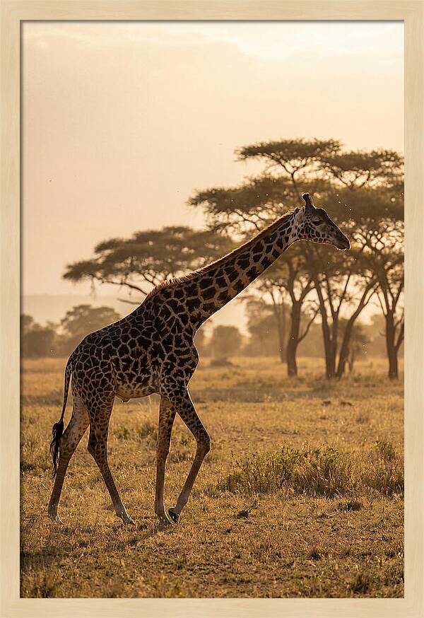 African Giraffe Walking Through Savanna
