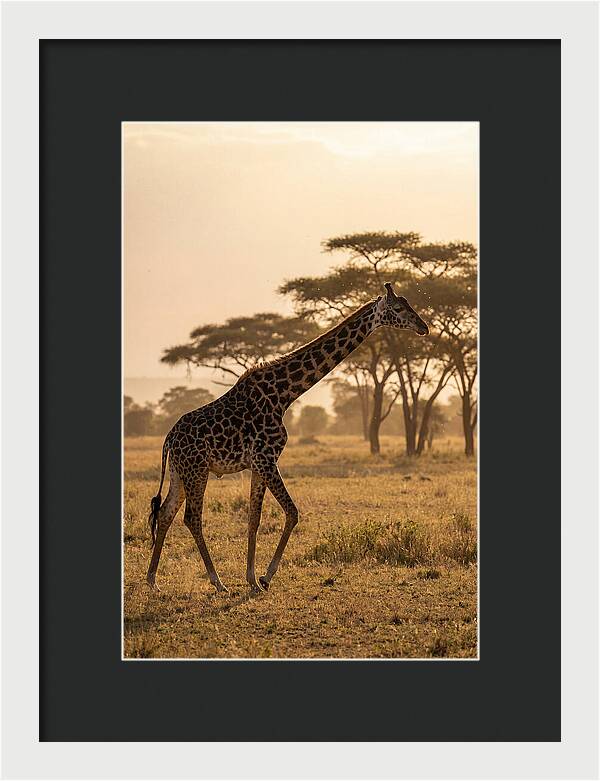 African Giraffe Walking Through Savanna