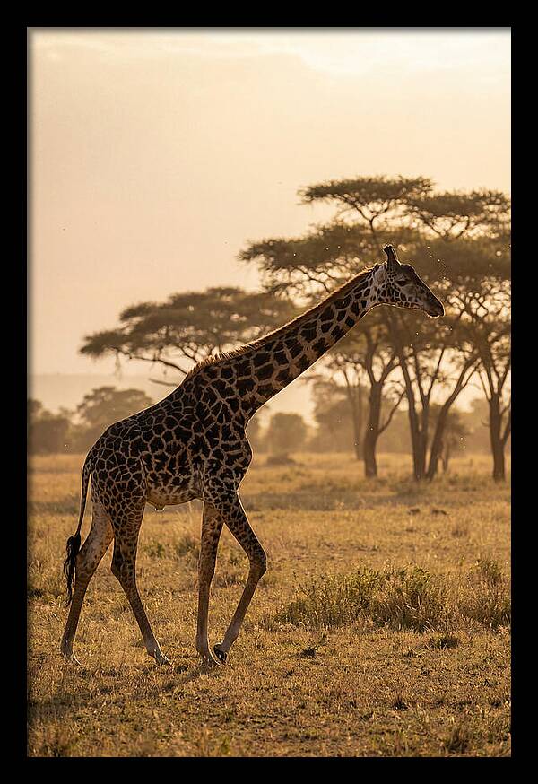 African Giraffe Walking Through Savanna