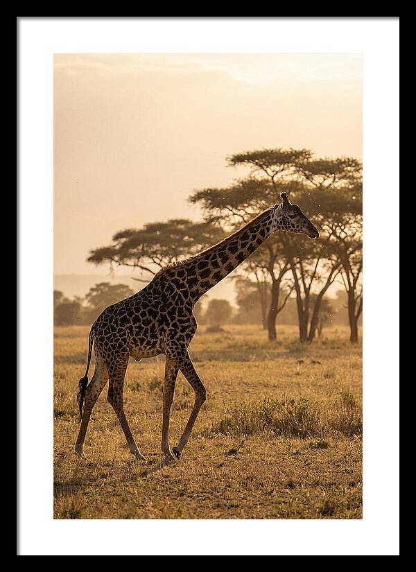 African Giraffe Walking Through Savanna