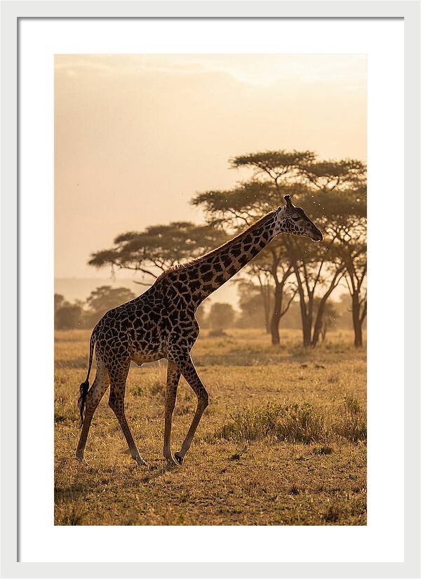 African Giraffe Walking Through Savanna
