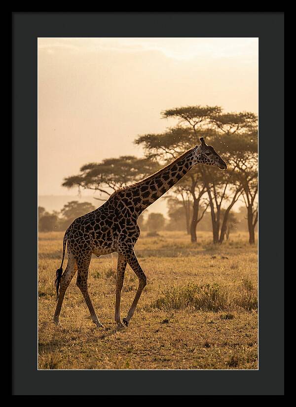 African Giraffe Walking Through Savanna