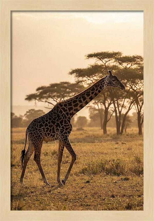 African Giraffe Walking Through Savanna