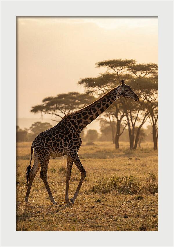 African Giraffe Walking Through Savanna