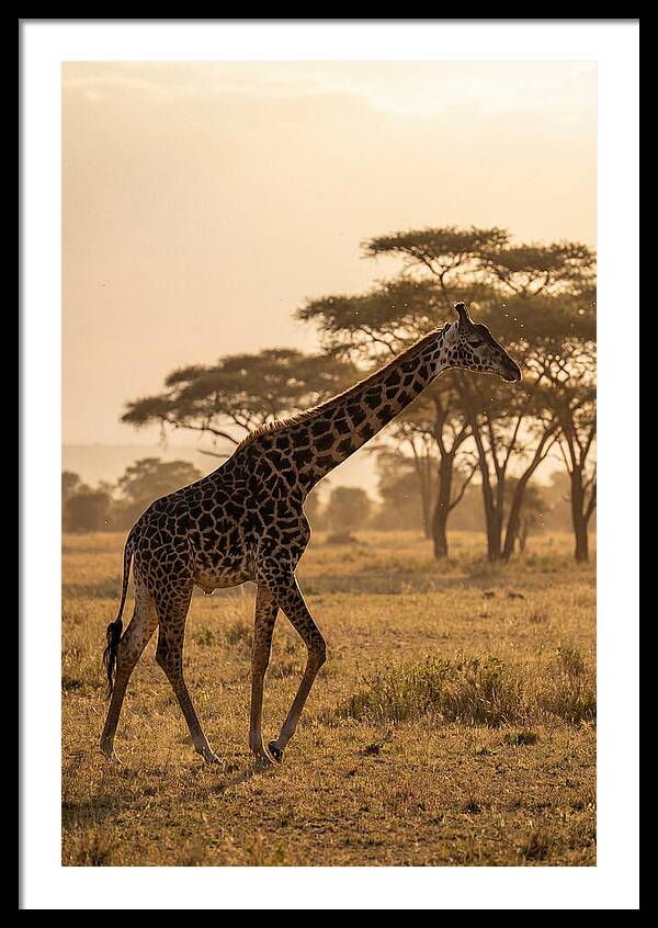 African Giraffe Walking Through Savanna