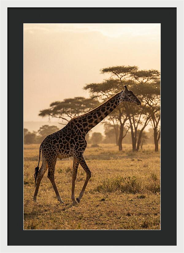 African Giraffe Walking Through Savanna